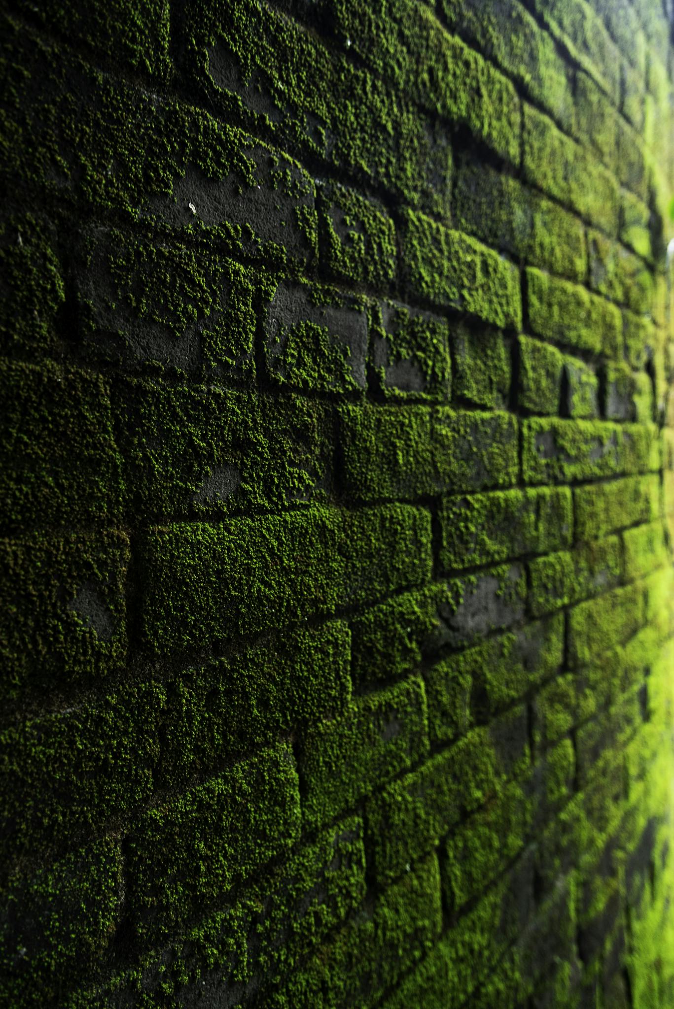 Close-up of a vibrant moss-covered brick wall, showcasing nature's resilience on urban surfaces.